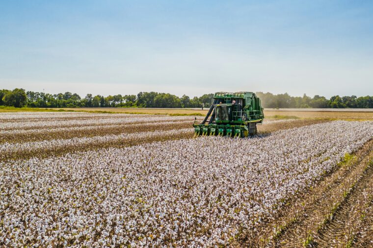 Heavy machinery harvesting cotton in a field